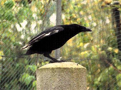 Corvus corone - Teilalbino
